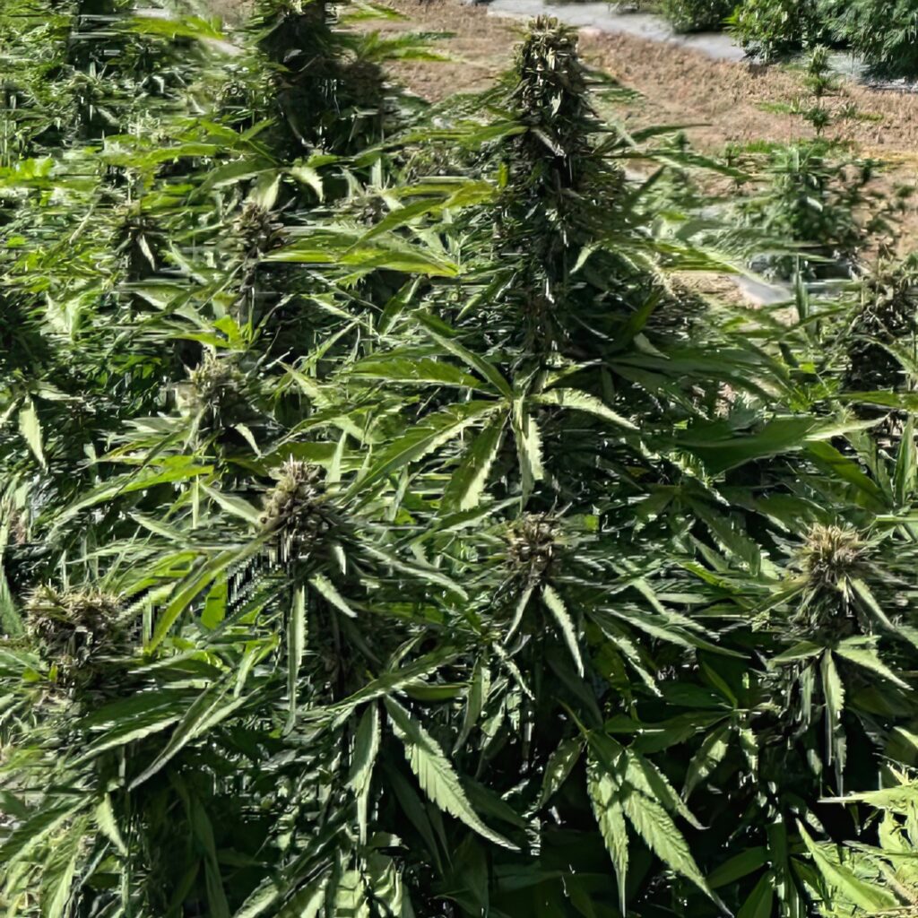 Auto Sour Rna Seedless