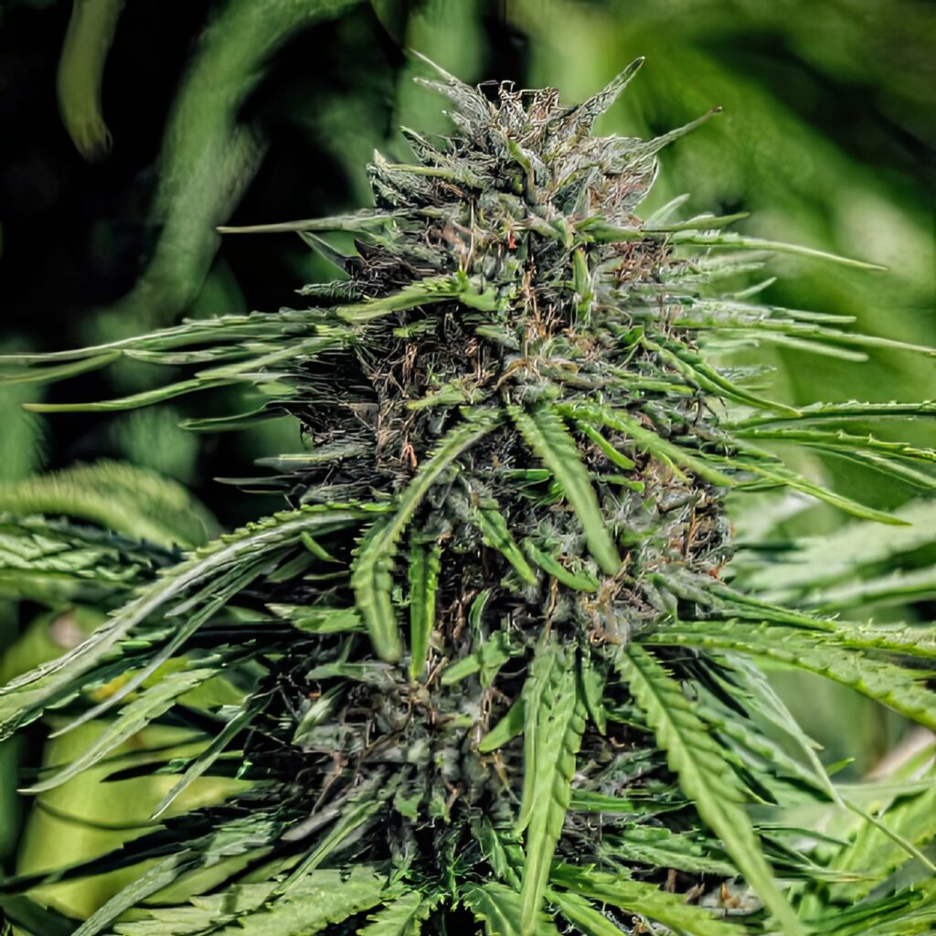 Forbidden V Seedless