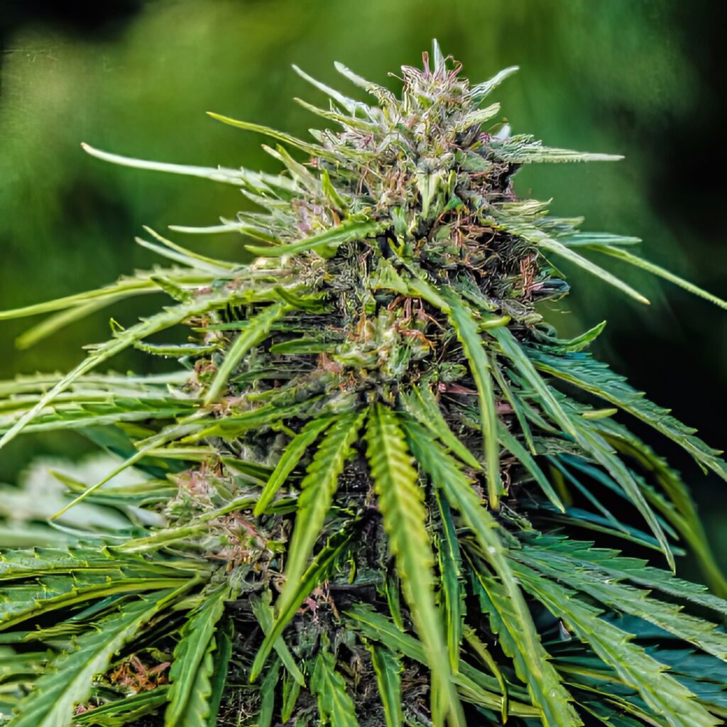 Pine Walker Seedless