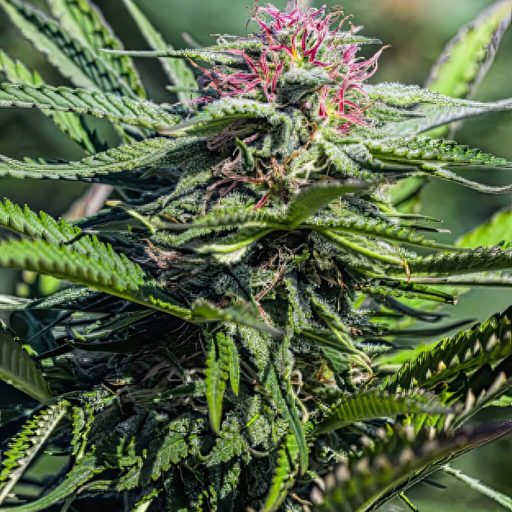 Sour Lifter Seedless