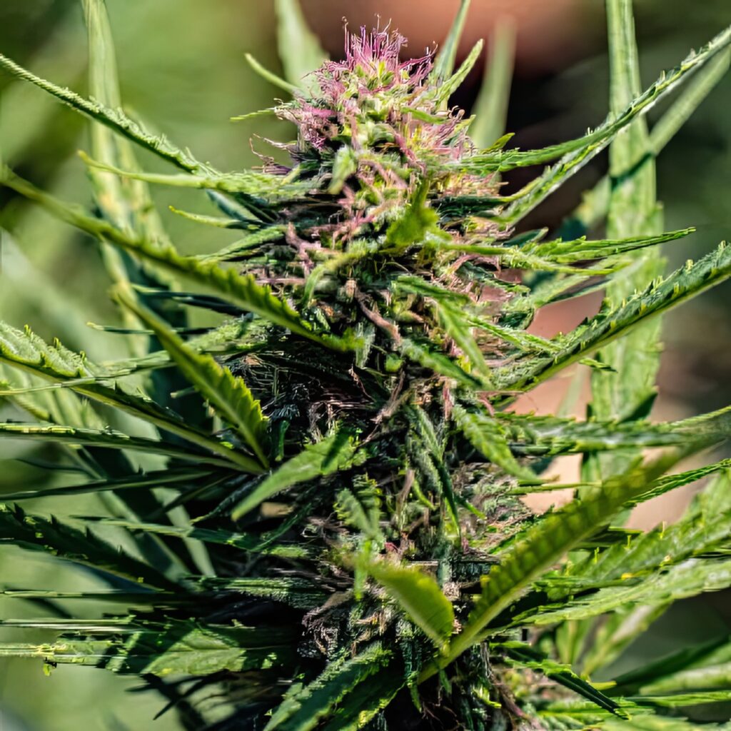 Sour Special Sauce Seedless