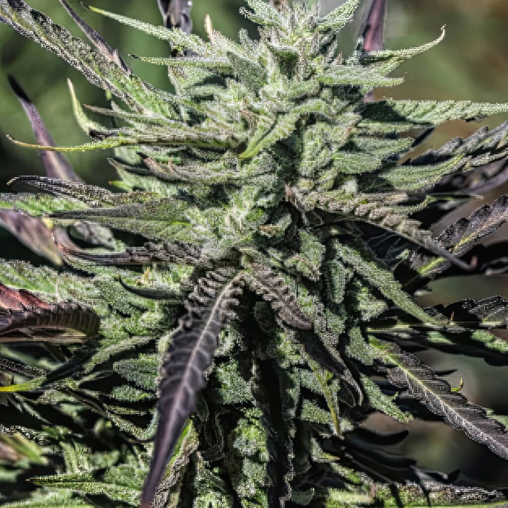 Super Sour Space Candy